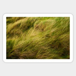 Dune Grass Sticker